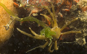 Kelp crab and nudibranch