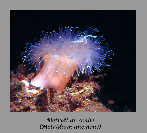 metridium anemone