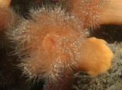 gold metridium anemone