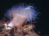 metridium anemone