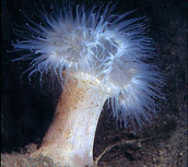 metridium anemone