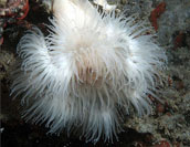 metridium anemone