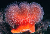 metridium anemone