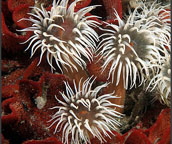 tube anemone