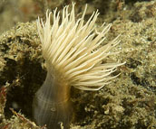 tube anemone