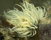 tube anemone