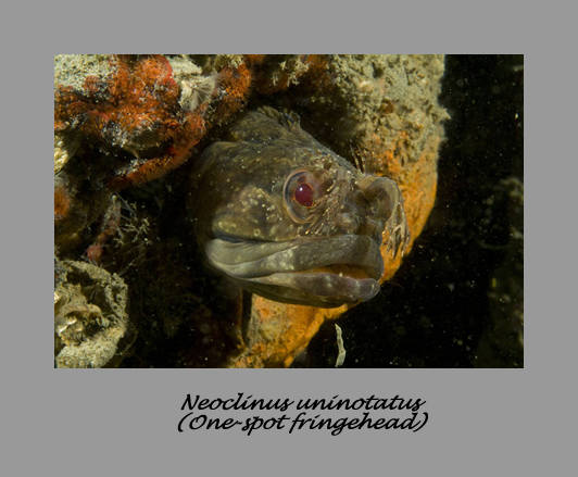 One-spot fringehead in heavily encrusted bottle or pipe