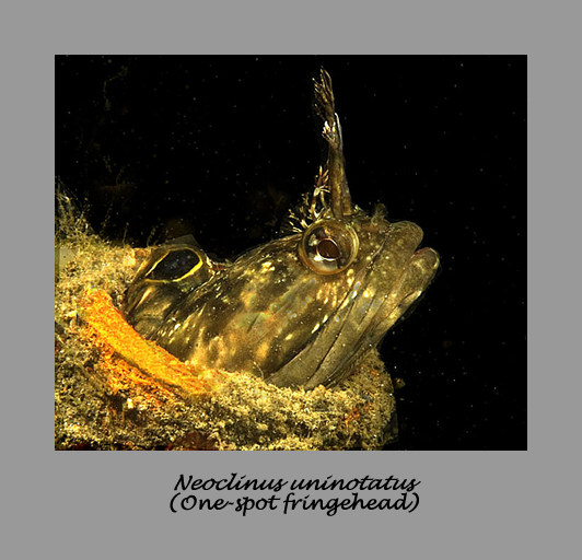 One-spot fringehead