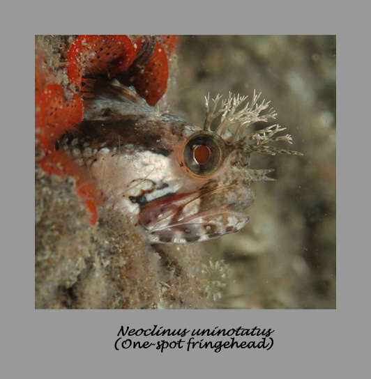 One-spot fringehead