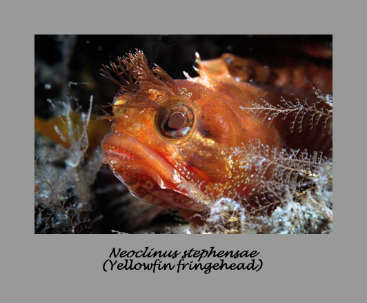 Yellowfin fringehead