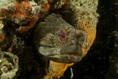 One-spot fringehead