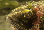 Sarcastic fringehead