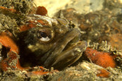 Sarcastic fringehead