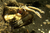 One-spot fringehead