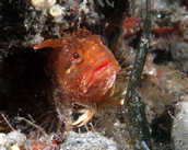 Yellowfin fringehead