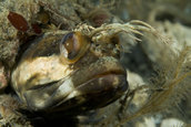 One-spot fringehead