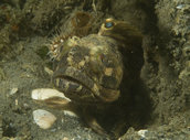 Sarcastic fringehead