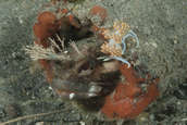 Hermissenda nudibranch watching.