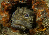 Sarcastic fringehead, damaged lower left mandible