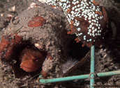 Yellowfin fringehead in tube; Triopha maculata nudibranch above.