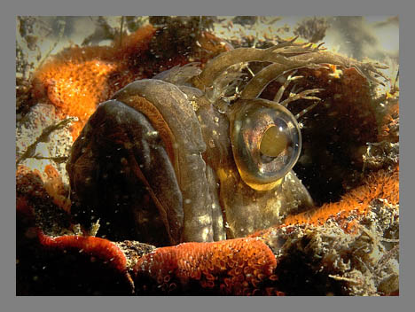 blenny