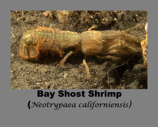 bay ghost shrimp