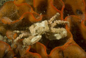 Small crab in bryozoan