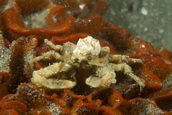 Small crab in bryozoan with barnacle on head