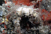 Decorator crab