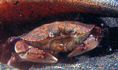 Crab Cancer antennarius