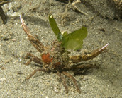 Decorator crab Loxorynchus crispatus