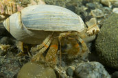 Hermit crab