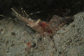 Shrimp, Pandalus danae