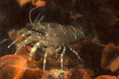 Intertidal coastal shrimp