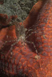 Shrimp on red sea star