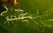 Skeleton shrimp.