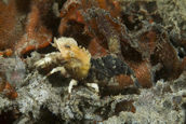 Spirontocaris prionota, "deep blade shrimp"