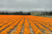 Flower fields in Los Osos Valley