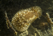 New species Onchidoris bilamellata