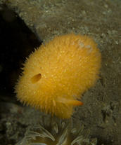 Acanthodoris lutae.