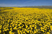 Wildflowers at Carizzo Plain