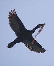 Cormorant with nest material.