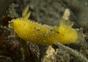 Dirty dorid (Doris monteryensis)