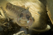 Blackeye goby.