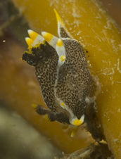 Polycera hedgpethi