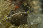 Polycera hedgpethi nudibranch.