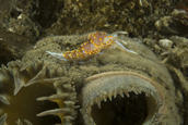 Hermissenda nudibranch on clam siphon.