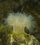 Small metridium anemone.