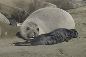 Northern elephant seal mom and pup.