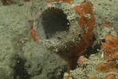 Sand dab tail being eaten by fringehead in bottle.